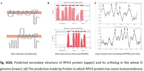 The barley leaf rust resistance gene Rph3 encodes a putative executor protein (Preprint) - Research Square | TAL effector science | Scoop.it