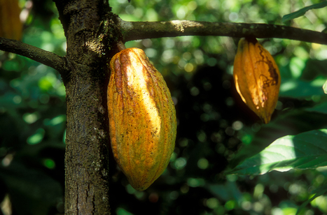 [Article] Pour un cacao sans déforestation : options politiques | TRANSITION AGROECOLOGIQUE : PRATIQUES ET POLITIQUES AGRICOLES | Scoop.it