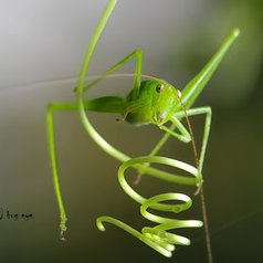 hungry ! by bug eye :) | My Photo | Scoop.it