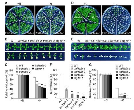 TRAF-Family Proteins Regulate Autophagy Dynamics by Modulating AUTOPHAGY PROTEIN6 Stability in Arabidopsis | The Plant Cell | Scoop.it