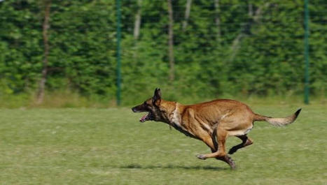 How the Belgian Malinois dogs are tracking poachers in Assam – | Human Interest | Scoop.it
