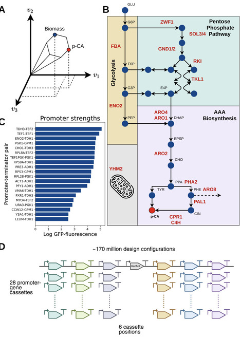 Machine Learning-Assisted Pathway Optimization in Large Combinatorial Design Spaces: a p-Coumaric Acid Case Study | Brvme | RMH | Scoop.it
