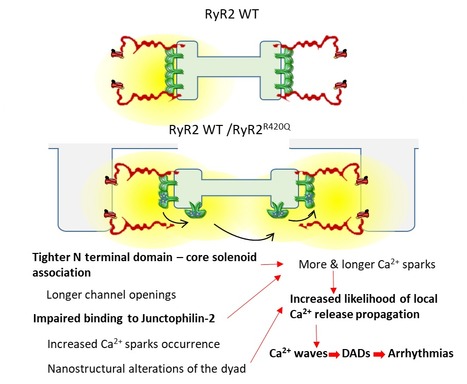 Altération nanostructurale de la signalisation calcique cardiaque dans la tachycardie ventriculaire catécholergique | Life Sciences Université Paris-Saclay | Scoop.it