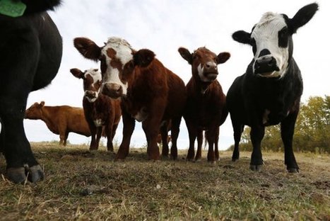 Étiquetage de la viande: le Canada perd une manche contre les États-Unis | La Gazette des abattoirs | Scoop.it