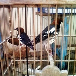 Daftar Harga Burung Anis Kembang Berbagai Jenis