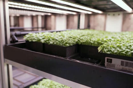 Comment les micropousses réinventent l’agriculture locale - France 3 régions | Pour innover en agriculture | Scoop.it