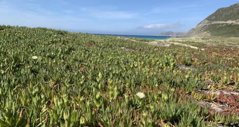Plantes exotiques envahissantes : comprendre les enjeux et agir collectivement - Les enquêtes du végétal | HORTICULTURE | Scoop.it