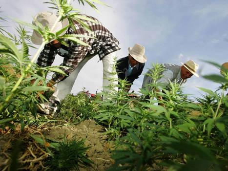 The green shoots of recovery? Morocco considers the legalisation of marijuana cultivation | Beckley News : Cannabis - Marijuana | Scoop.it