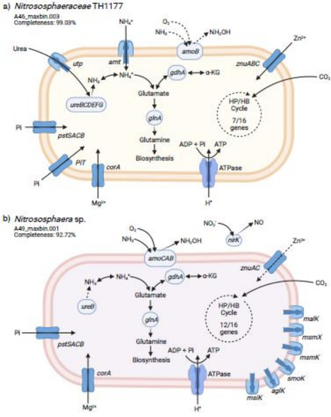 Multi-omics resolved integration reveals microbial niche separation in soil aggregates | isme | RMH | Scoop.it