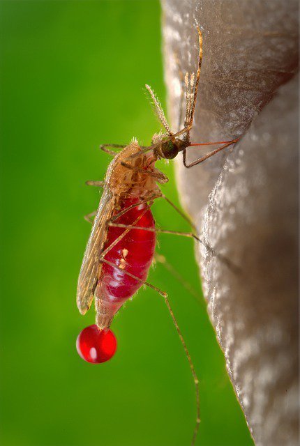 Paludisme : du sang et des larmes | Pint of Science FR le 24 mai à Lyon | Variétés entomologiques | Scoop.it