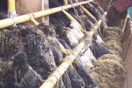 La relance de l'ancien abattoir Colbex plus lente que prévue | La Gazette des abattoirs | Scoop.it