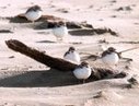 Navy dune restoration to aid shorebirds | Coastal Restoration | Scoop.it