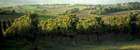 The Noble Wines of Le Marche: Villa Forano, Appignano MC | Good Things From Italy - Le Cose Buone d'Italia | Scoop.it