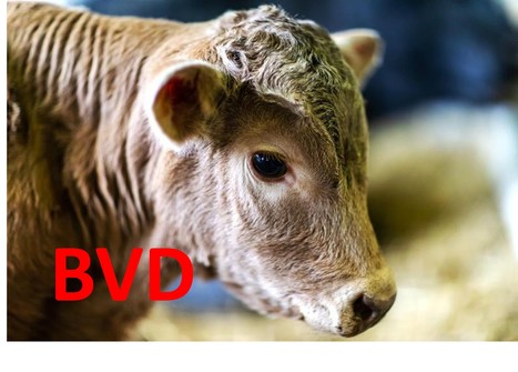 Des scientifiques américains élèvent un veau immunisé contre la BVD | Lait de Normandie... et d'ailleurs | Scoop.it