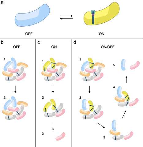 Phenotypic heterogeneity optimizes trade-offs during adaptive deployment of the type VI secretion system | PLOS | RMH | Scoop.it