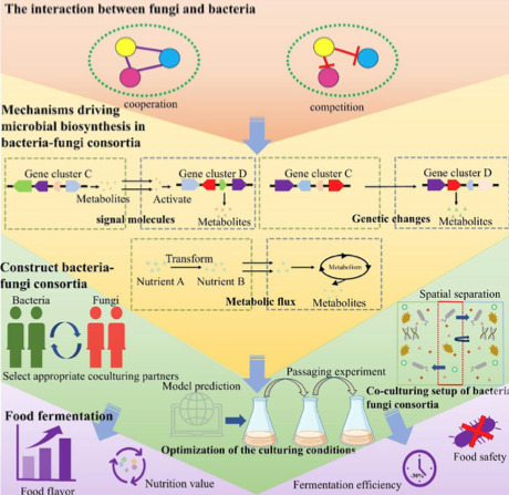Bacterial-fungal cross-kingdom interactions in synthetic consortia: boosting secondary metabolites and sustainable food fermentation | RMH | Scoop.it