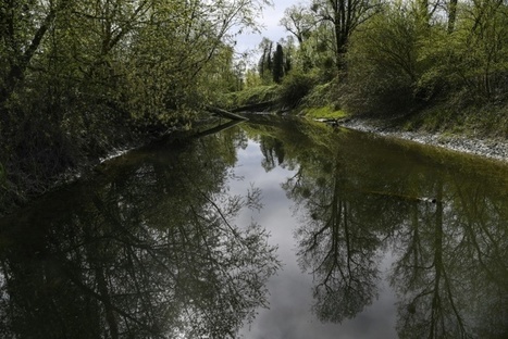 Réhabilitées, les lônes redeviennent les "réservoirs d'espèces" du Rhône | Biodiversité | Scoop.it