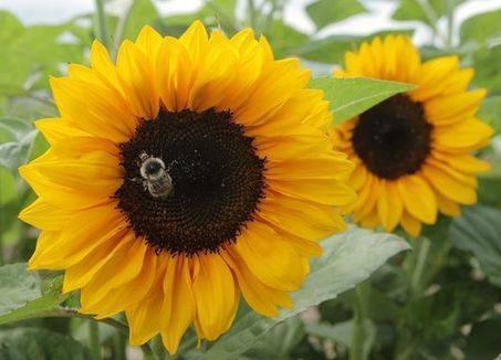 N&eacute;onicotino&iuml;des/Abeilles : Bruxelles passe au crible les nouvelles donn&eacute;es scientifiques | EntomoNews | Scoop.it