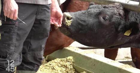 Des bovins commencent à rentrer en Suisse après la menace de dermatose nodulaire | Actualité Bétail | Scoop.it