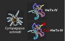 L’huwentoxine-IV-cyanine 5, un nouvel agent d’imagerie du cancer pulmonaire non à petites cellules ? | Life Sciences Université Paris-Saclay | Scoop.it