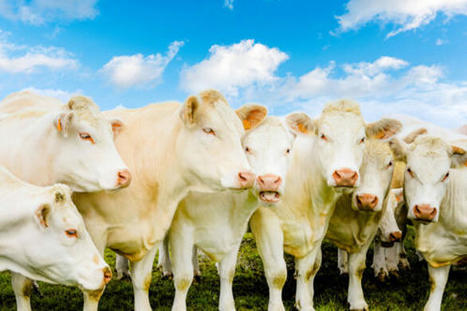 Viande bovine – Le recul de l’offre permet de stabiliser les prix | Actualité Bétail | Scoop.it