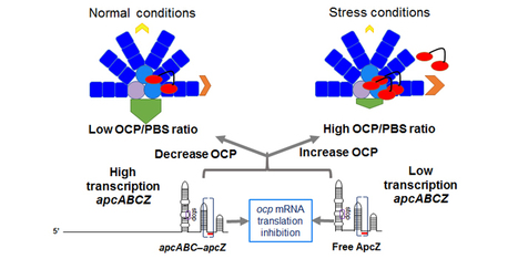 A small RNA linking light absorption and photoprotection | I2BC Paris-Saclay | Scoop.it