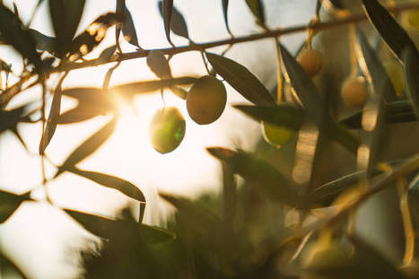 TUNISIA: Lower Yields Push Prices Higher | CIHEAM Press Review | Scoop.it