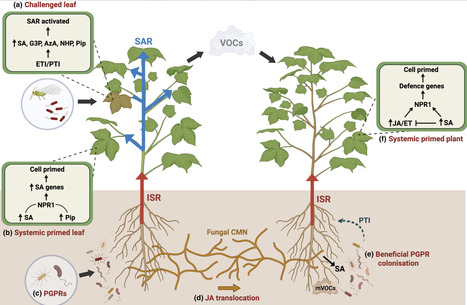 Systemic acquired resistance: an emerging role for jasmonates in local signal biogenesis, translocation and distal signal decoding | nphy | RMH | Scoop.it