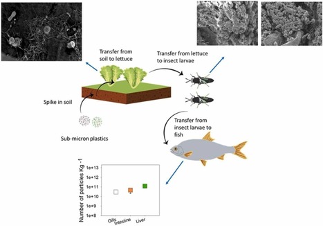 Les nanoplastiques peuvent remonter la chaîne alimentaire des plantes aux insectes et des insectes aux poissons | EntomoNews | Scoop.it