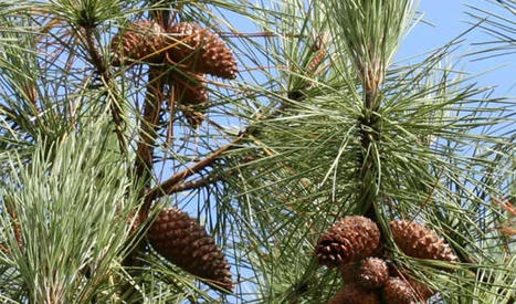 TUNISIE : Les forêts de pin d’Alep à Béja : un trésor de biodiversité | CIHEAM Press Review | Scoop.it