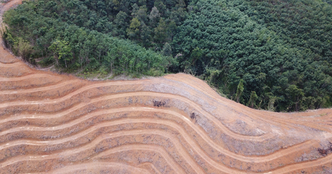 La reconnaissance du crime d'écocide en débat devant le Sénat | Variétés entomologiques | Scoop.it