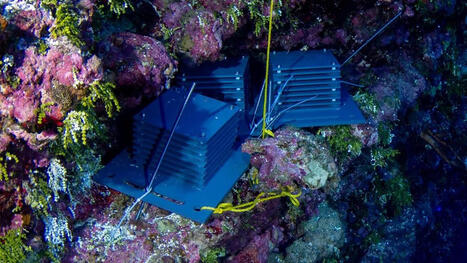 Des scientifiques d&eacute;couvrent 20 nouvelles esp&egrave;ces dans des r&eacute;cifs coralliens profonds jusqu&rsquo;ici inexplor&eacute;s | Biodiversit&eacute; - @ZEHUB on Twitter | Scoop.it