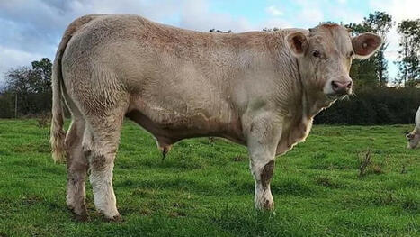 Le taureau charolais Venezuela top price des enchères Feder 2024 | Actualité Bétail | Scoop.it