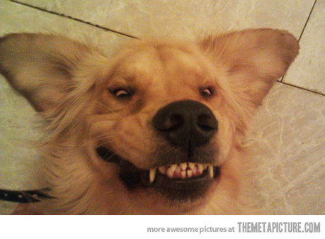 Teeth Funny Pictures Of Dogs