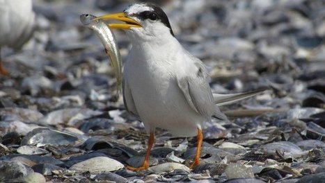 Littoral : les oiseaux se réapproprient les dunes, protégeons-les ! | Biodiversité | Scoop.it