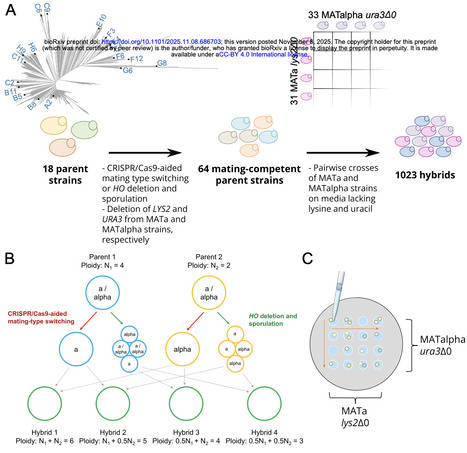 Influence of ploidy and genetic background on stress tolerance of intraspecific yeast hybrids | brve | RMH | Scoop.it