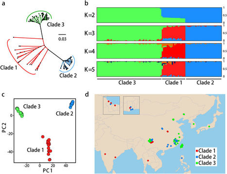ISME Journal: Population genomic analysis of the rice blast fungus reveals specific events associated with expansion of three main clades (2018) | Plant Pathogenomics | Scoop.it