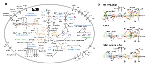 Metabolic characteristics and evolutionary history of the nitrogen-fixing cyanobacterial endosymbionts of pennate diatoms | ComB | RMH | Scoop.it