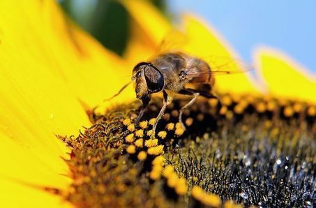 Les experts européens aggravent le cas des pesticides tueurs d’abeilles | EntomoNews | Scoop.it