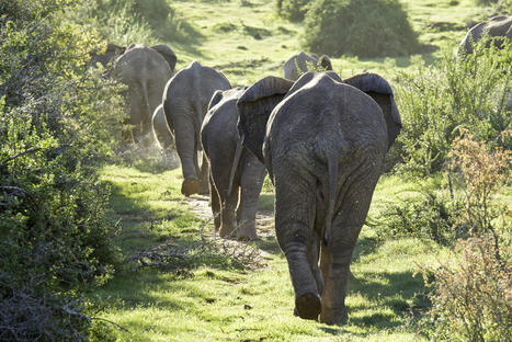 Indigenous Biodiversity: Somerset East - Eastern Cape Restoration Project, South Africa | BIOECONOMY, Climate-Nature-Finance, Financial Reforms, Economic Reforms, Tax Reforms | Scoop.it