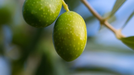 Olive Council Revises Standard to Recognize Coratina&rsquo;s Natural Sterol Profile | CIHEAM Press Review | Scoop.it