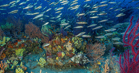 Un atlas fait le point sur la conservation des herbiers de Posidonie et du coralligène méditerranéens | HALIEUTIQUE MER ET LITTORAL | Scoop.it