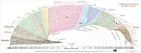 Tree Of Life: The History of the World, Visualized | omnia mea mecum fero | Scoop.it