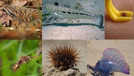 Top 6 des piqûres et morsures à éviter - Guide de survie | Insect Archive | Scoop.it