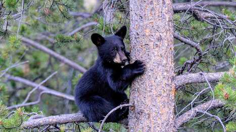 Black bears are on the rise in the Upstate SC: How to coexist | Industry 411 - Waste Management | Scoop.it
