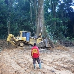 Campaign Update &ndash; Cameroon: Herakles Withdraws from Sustainability Certification | Cultural Survival | Sustainability Science | Scoop.it