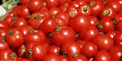 GMO tomato as edible COVID vaccine? Mexican scientists work to make it a reality | Plant Molecular Farming | Scoop.it