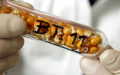 Cutting back on dominant GMO Corn Easier Said Than Done - Patents, Seeds, Corporate Control | YOUR FOOD, YOUR ENVIRONMENT, YOUR HEALTH: #Biotech #GMOs #Pesticides #Chemicals #FactoryFarms #CAFOs #BigFood | Scoop.it