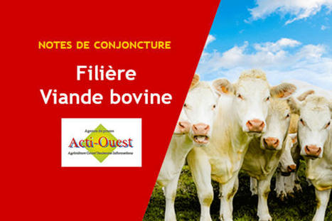 Viande bovine : le recul de l’offre inquiète les industriels | Actualité Bétail | Scoop.it