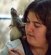 Rats display empathy, so why don't animal experimenters? | Empathy Movement Magazine | Scoop.it